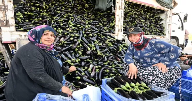 Manisa’da afetzede çiftçinin yüzü gülüyor