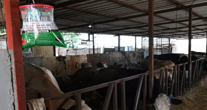 Manisa’da karasineğe karşı tedbir
