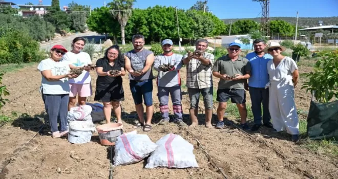 Mersin’de enginar üretimini yaygınlaştırıyor