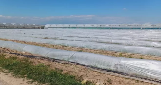 Mersin’de ’marul tarlada kaldı’ iddiasına yalanlama