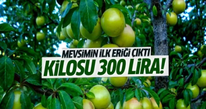 Mevsimin ilk eriği çıktı! Kilosu 300 Lira!