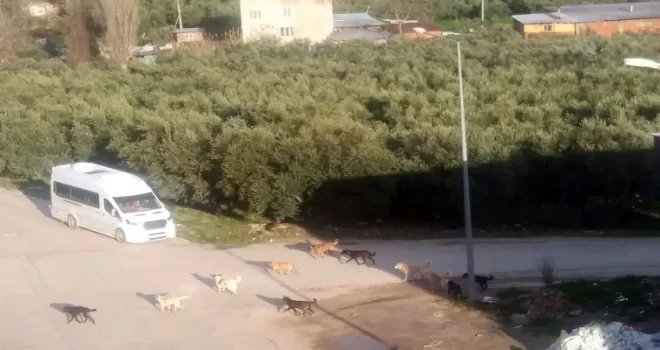 Mudanya’da başıboş köpeklerin ’sürü’ tedirginliği!