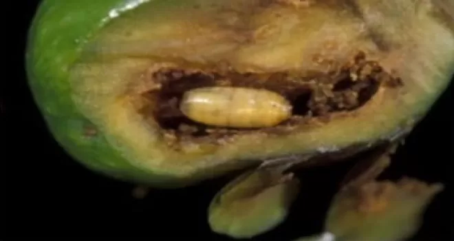 Mudanyalı zeytin üreticilerine ’takoz’ uyarısı!