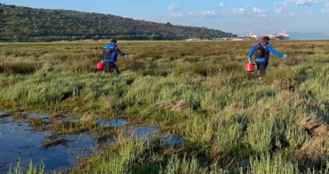 Muğla Büyükşehir’den Güllük’te 60 hektarda ilaçlama