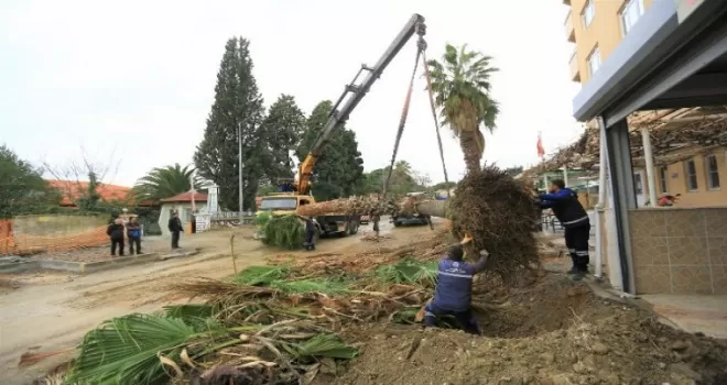 Muğla Yatağan'da ağaçlar zarar görmeden taşınıyor 