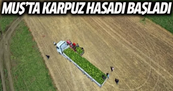 Muş'ta Karpuz Hasadı Başladı