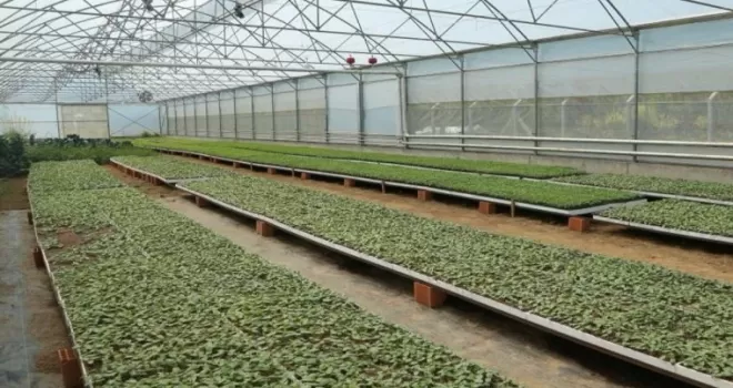 Ordu’da 4,5 milyon fideyle üretim seferberliği