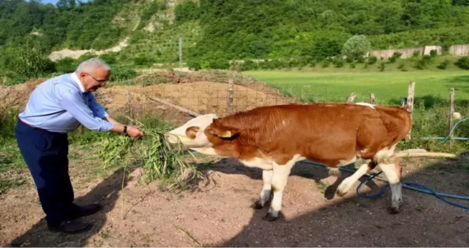 Ordu’da besicilerin yüzü güldü