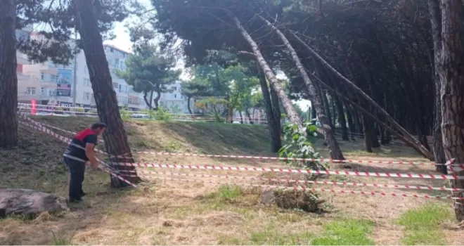 Ordu’da can ve mal güvenliğini tehdit eden ağaçlara müdahale edilecek