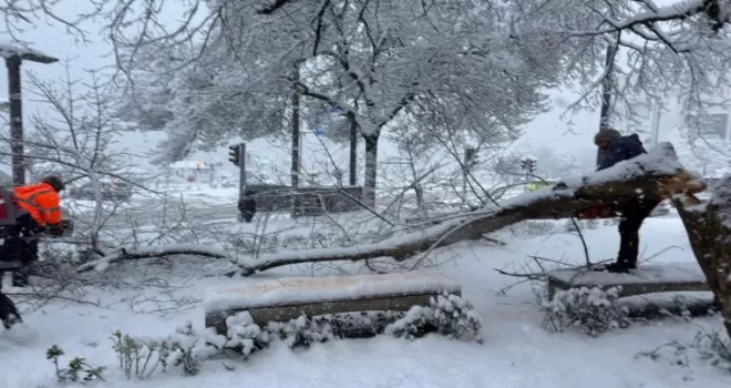 Ordu’da şiddetli kar, ağaçlara zarar verdi
