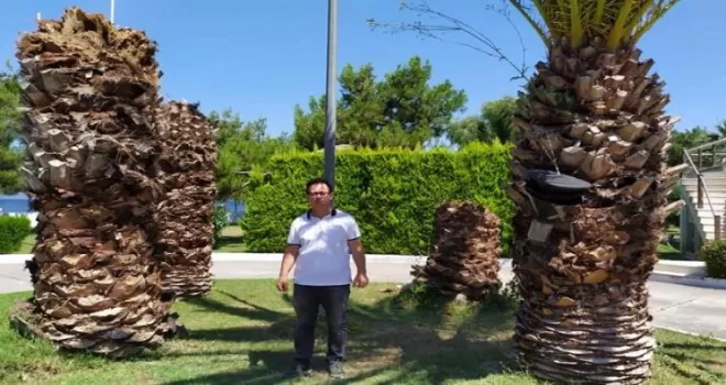 ’Palmiye Kırmızı Böceği Mücadelesi’ Bursa’da da uygulanıyor