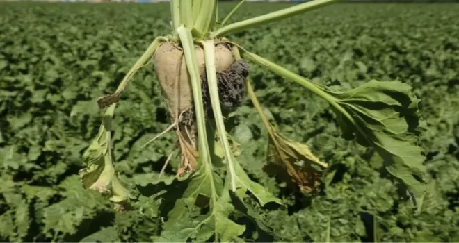 Pancar üreticisine 410 milyon TL sulama avansı desteği