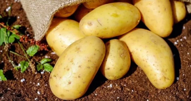 Patates ithalatında gümrük vergisi sıfırlandı