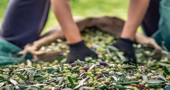 Sofralık zeytin ihracatında 255 milyon dolarlık tarihi rekor