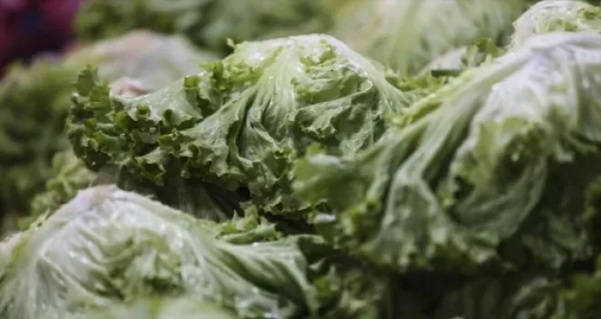 Şubatta en fazla kıvırcık salata fiyatı arttı