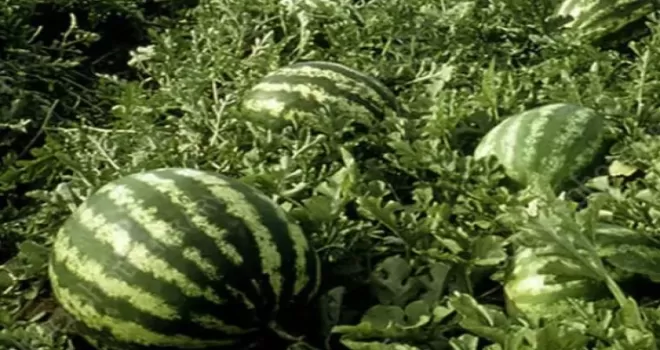 Tarım ÜFE’de yıllık artış yüzde 36,09’a ulaştı