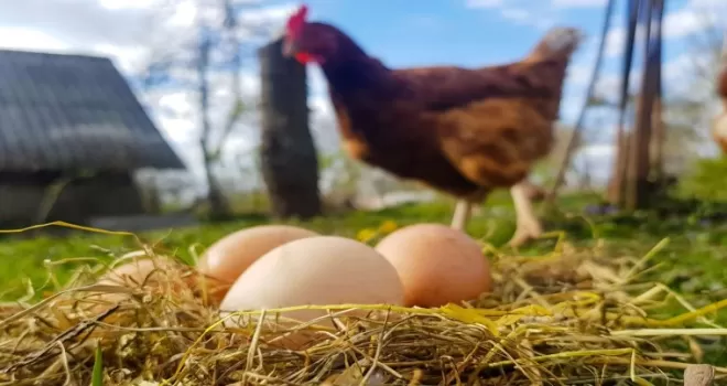 Tavuk eti üretimi 228 bin tonu aştı... Yumurta üretimi yıllık bazda azaldı