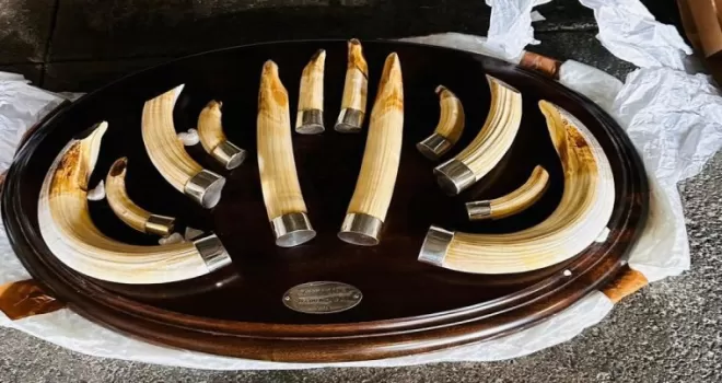 Trabzon’da yaban hayatı kaçakçılığı... 19 kargo ele geçirildi!