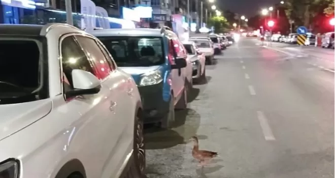 Trafiği durdurup ördeği kurtardılar