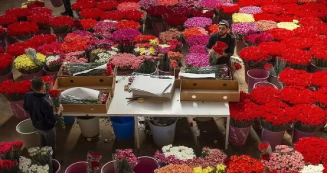 Türkiye'den gönderilen çiçekler 20 ülkenin kadınlarını sevindirecek