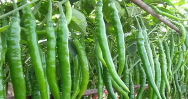 Üretici-market fiyat farkı sivri biberde yüzde 283’e ulaştı!